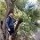 Brayan